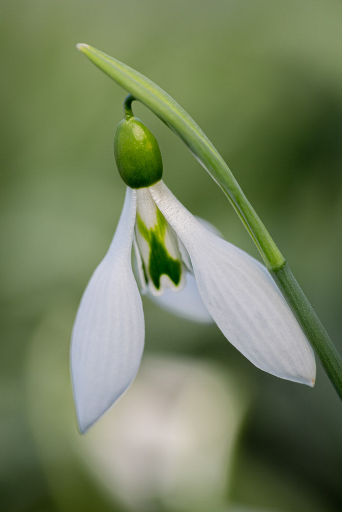 Galanthus 'Robin Hood'