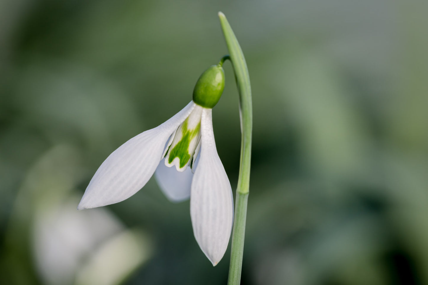 Galanthus 'Robin Hood'