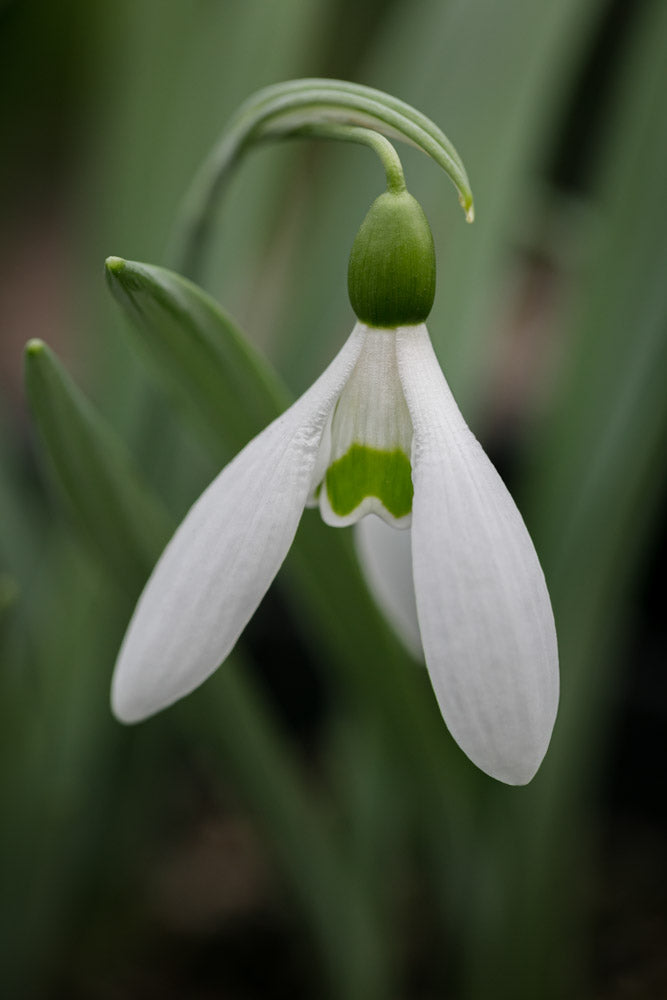 Galanthus 'Roger's Rough'