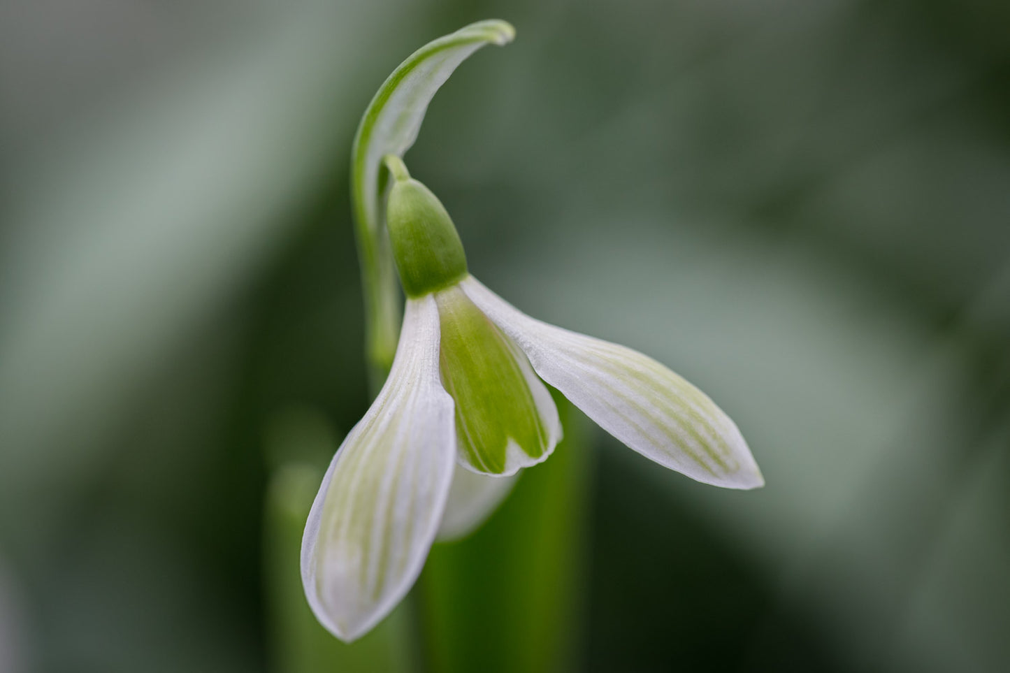 Galanthus 'Rosemary Burnham'