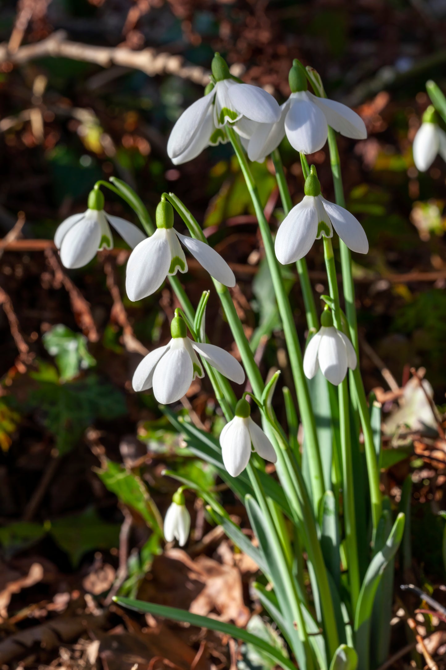 Galanthus 'S. Arnott' x 3 bulbs