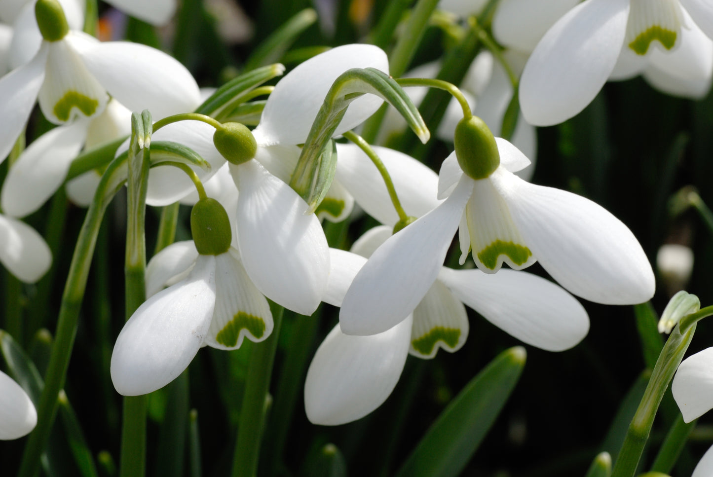 Galanthus 'S. Arnott' x 3 bulbs