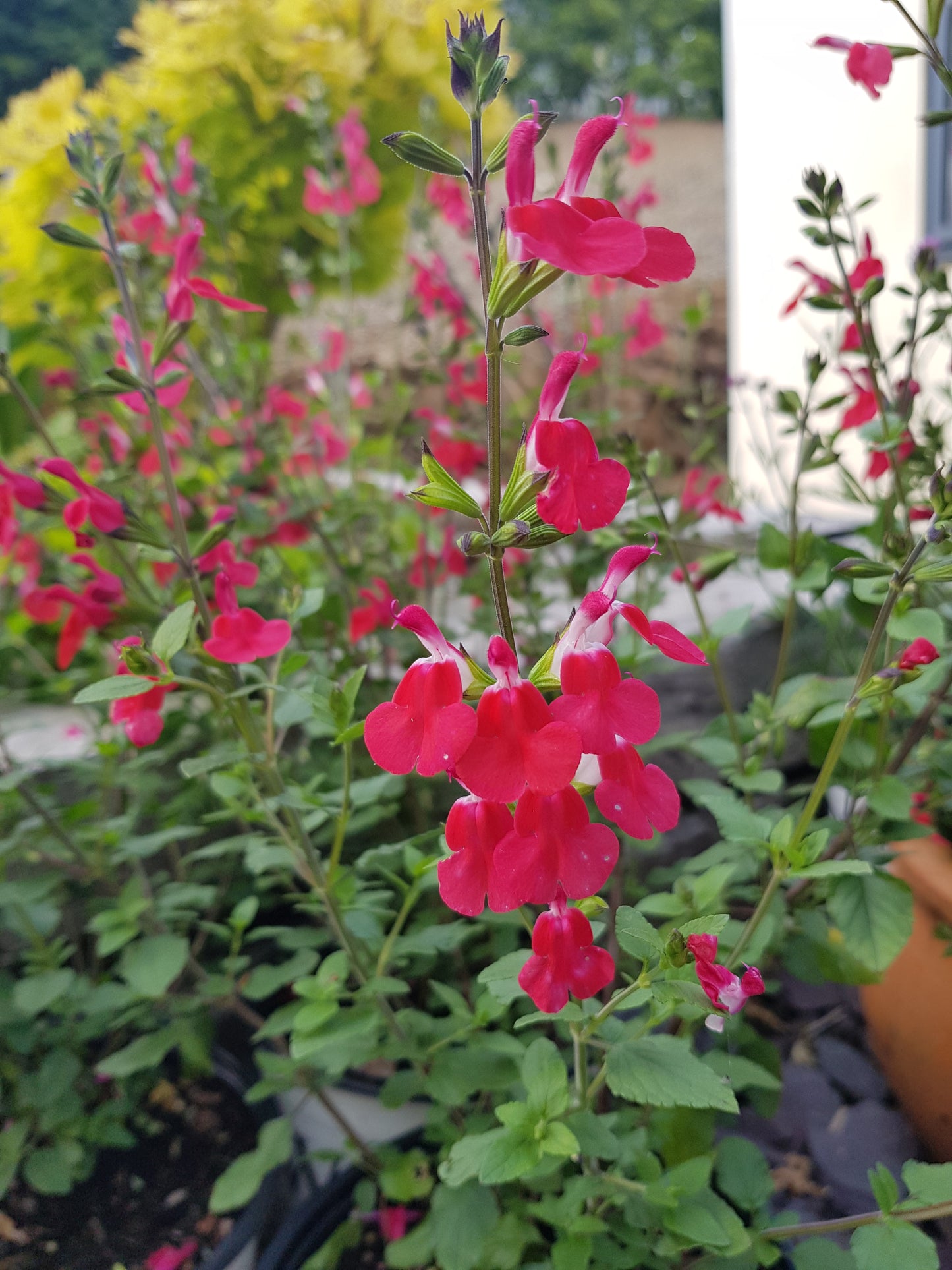 Salvia x jamensis 'Hot Lips' 1 x 10cm Potted Plant