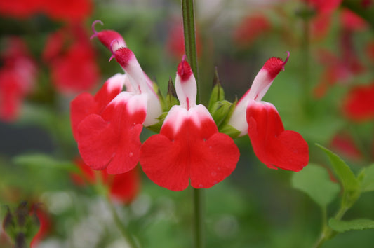 Salvia x jamensis 'Hot Lips' 1 x 10cm Potted Plant