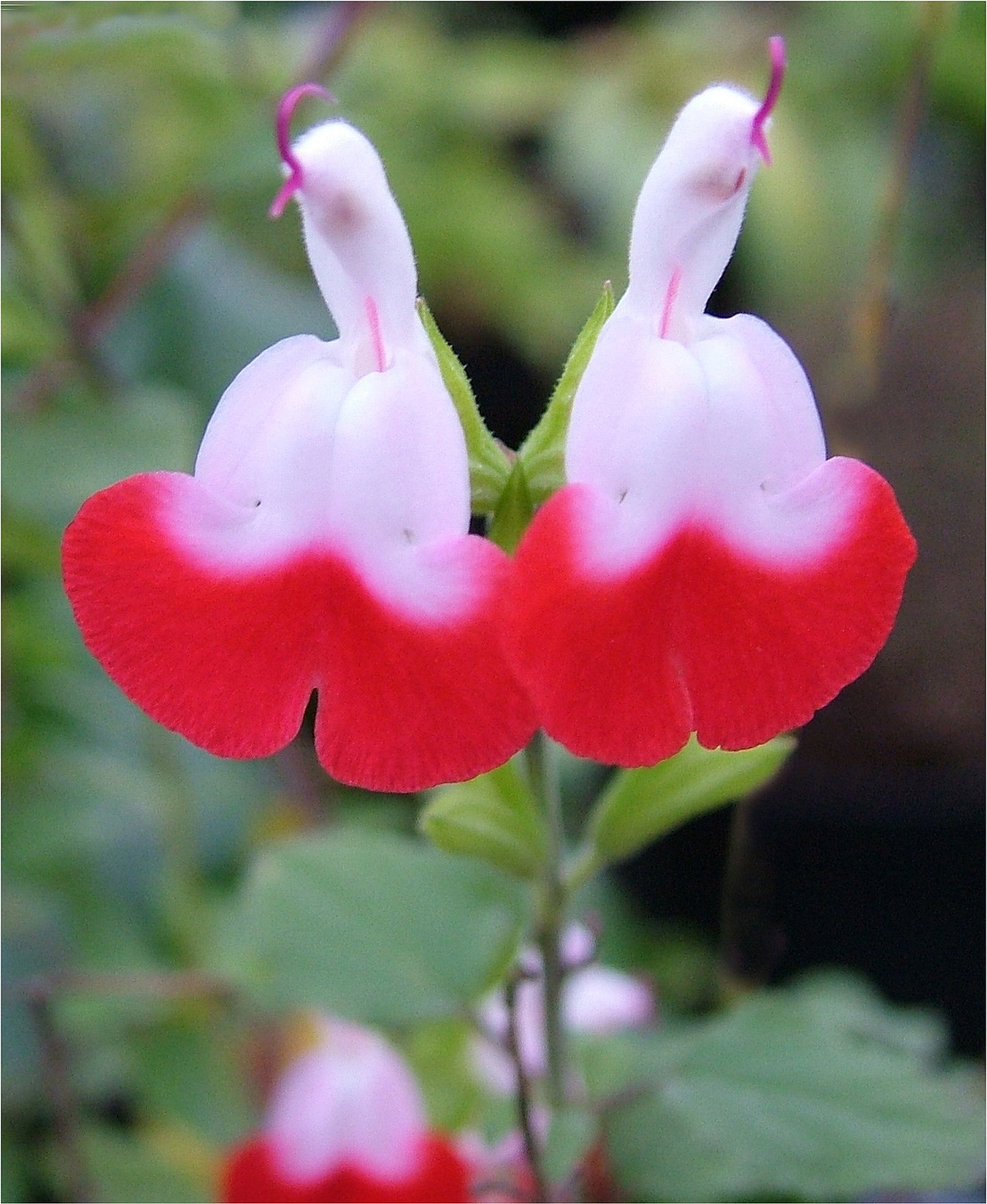 Salvia x jamensis 'Hot Lips' 1 x 10cm Potted Plant