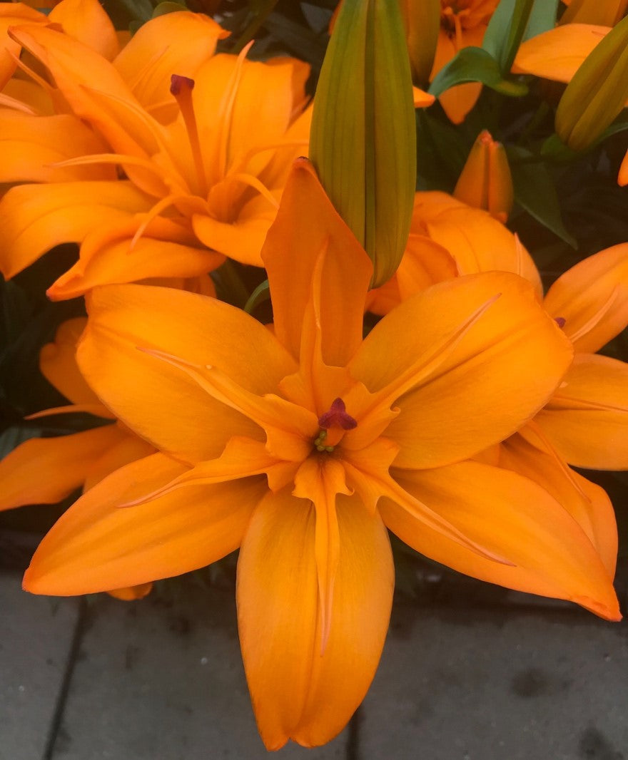 Lily 'Scoubidou' - Pollen-Free