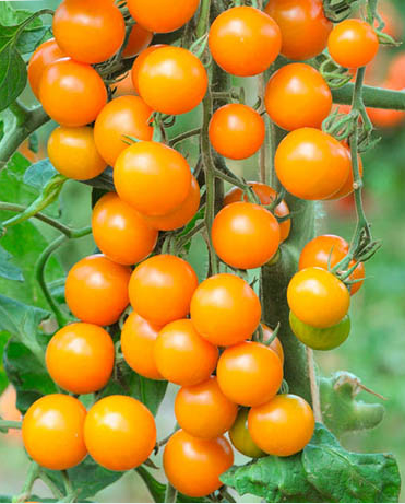 Tomato 'Sungold Bush' (Orangeto) 3 x 8cm Potted Plants