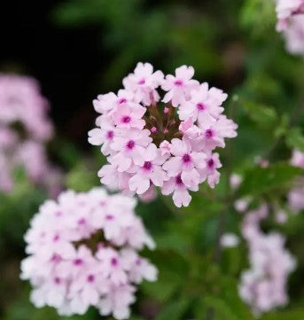 Verbena 'Margaret's Memory' 1 x 10cm Potted Plant