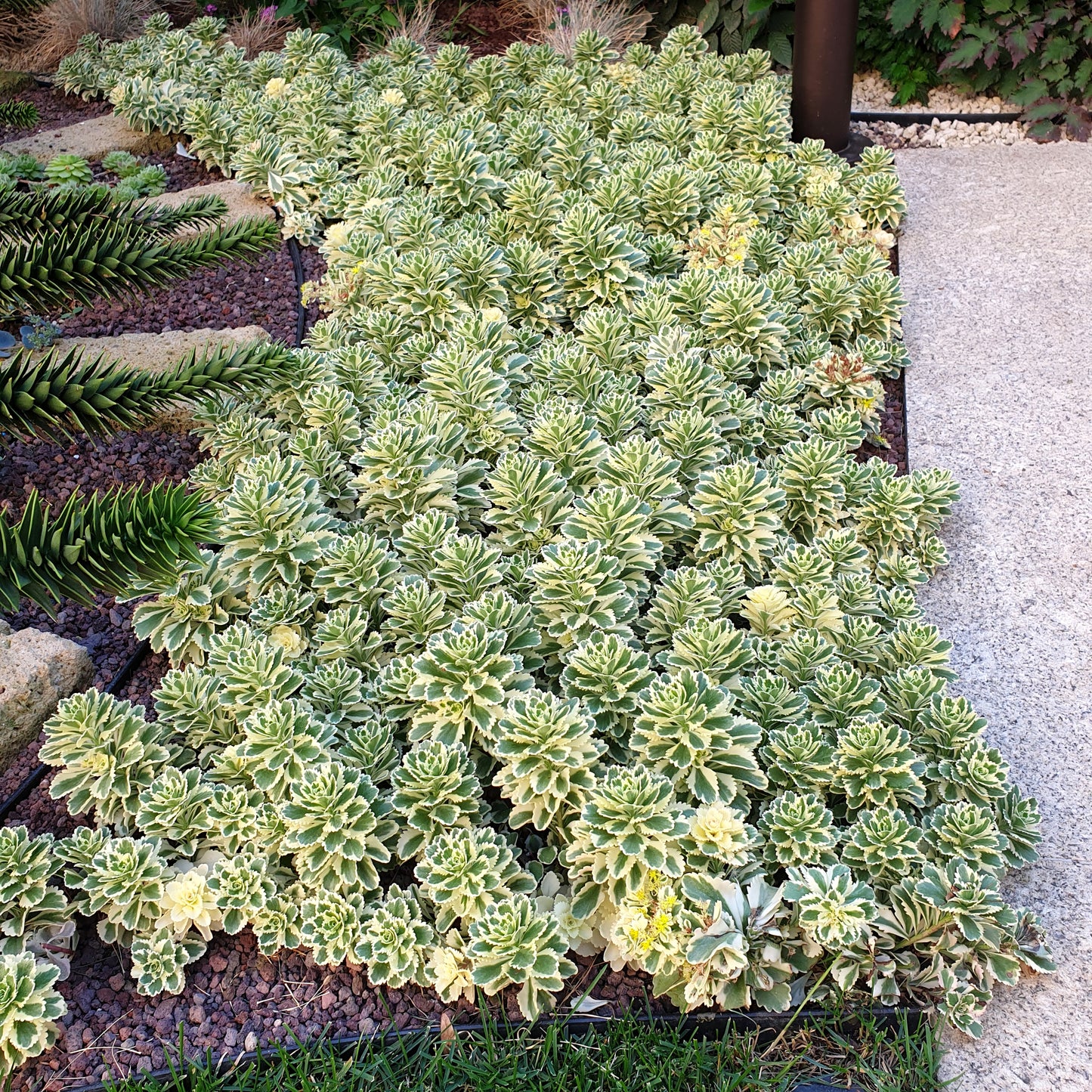 Sedum 'Atlantis' 1 x Jumbo Plug Plant