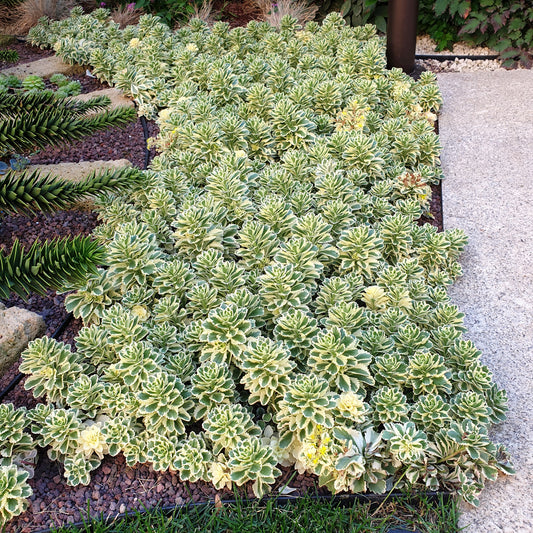 Sedum 'Atlantis' 1 x Jumbo Plug Plant