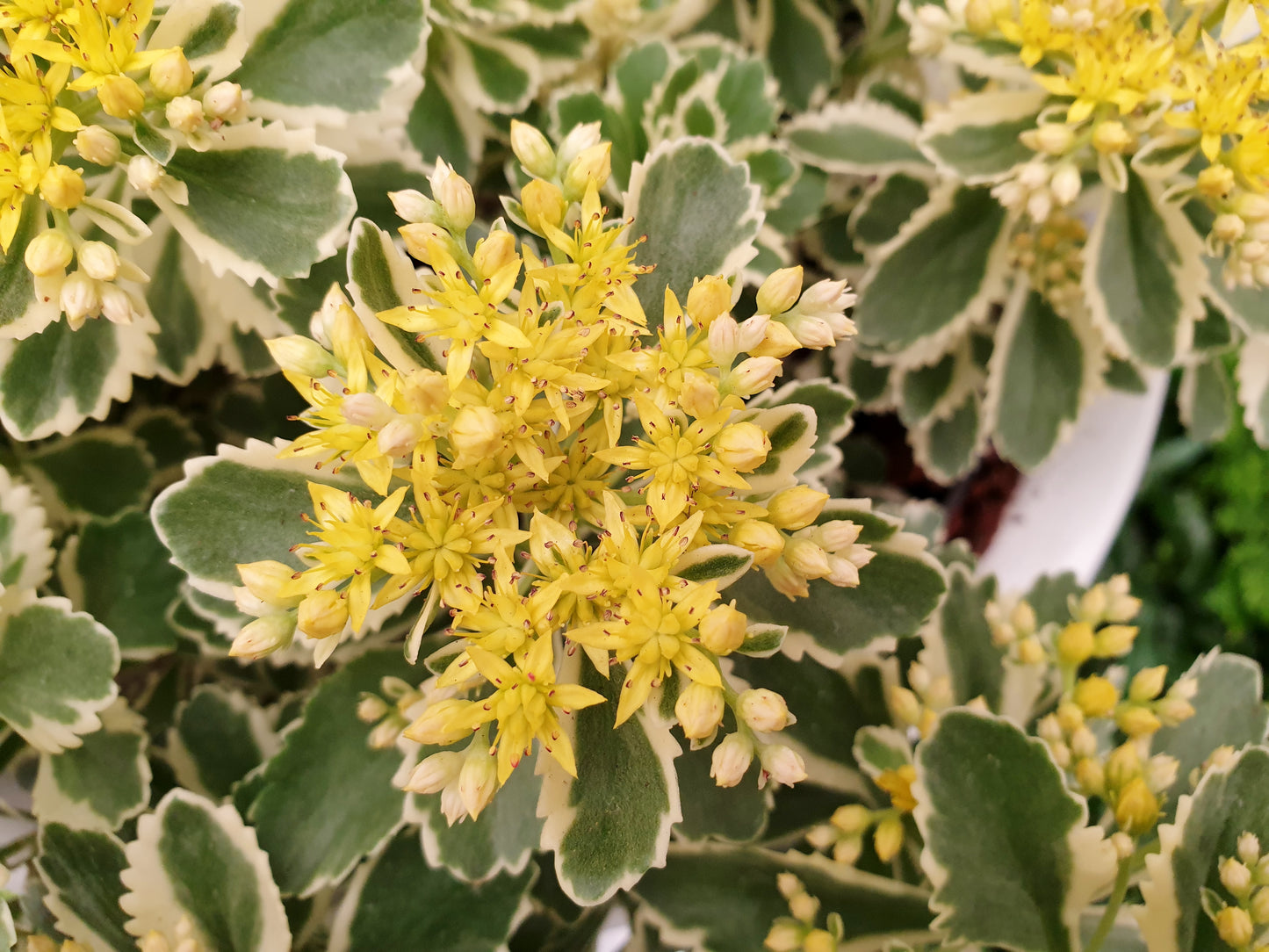 Sedum 'Atlantis' 1 x 10cm Potted Plant