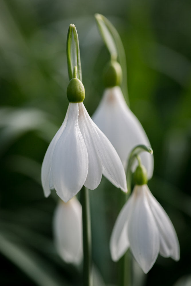 Galanthus 'Seraph'