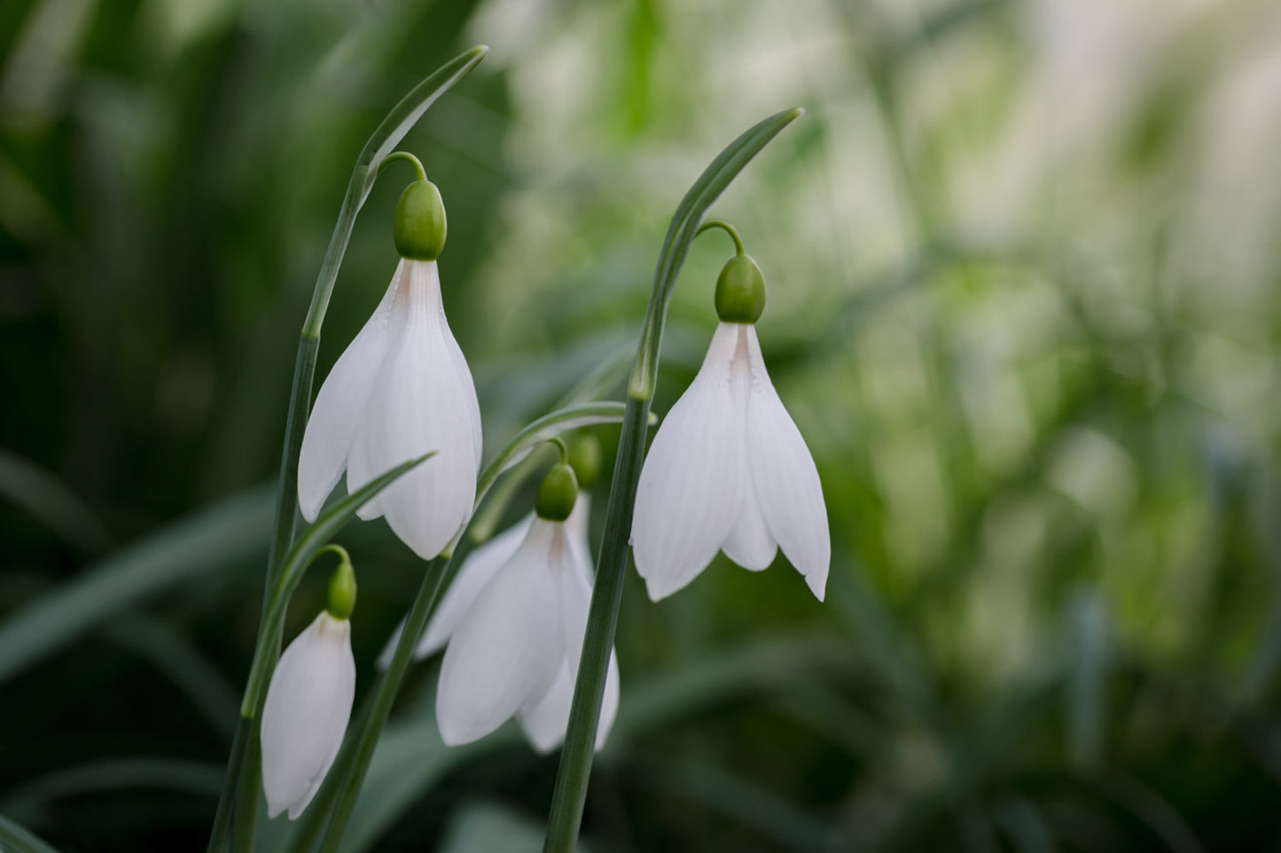 Galanthus 'Seraph'