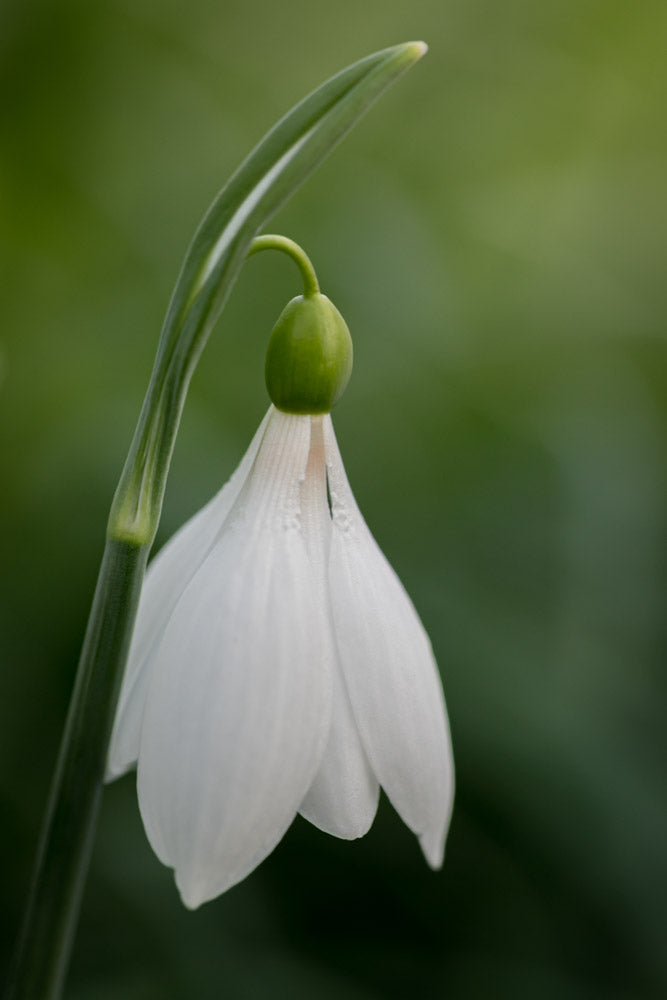 Galanthus 'Seraph'