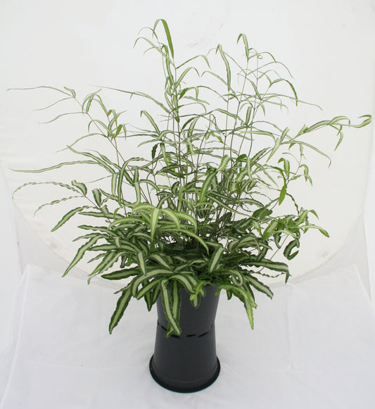 Pteris nipponica 1 x 10cm Potted Plant