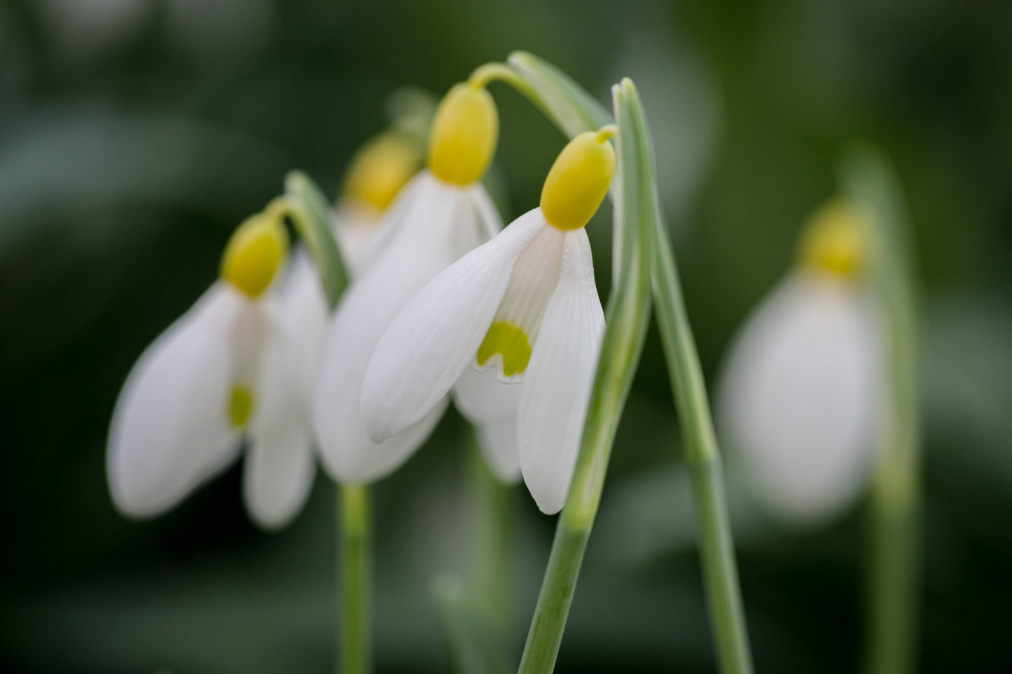 Galanthus 'Spindlestone Surprise'