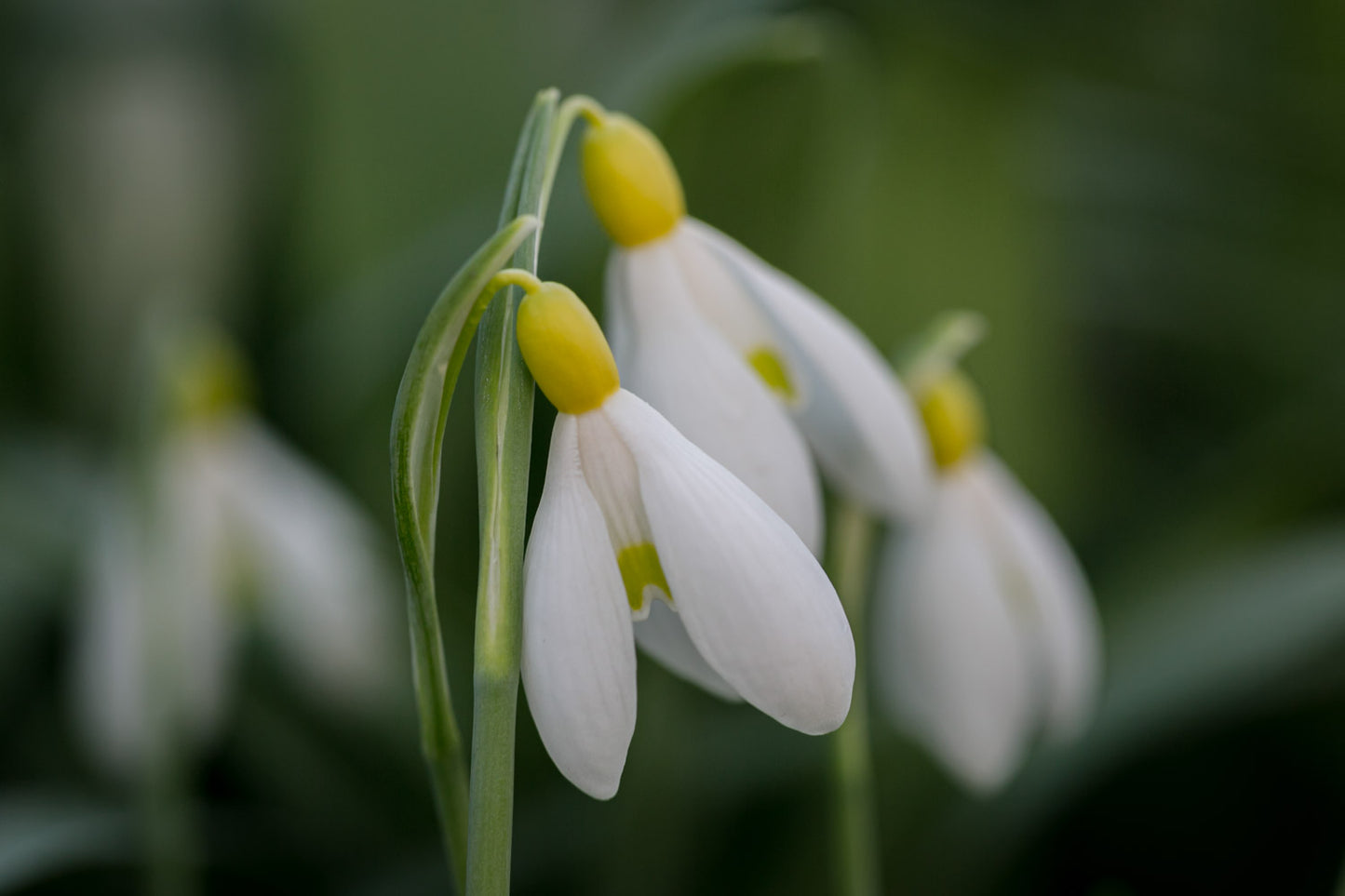 Galanthus 'Spindlestone Surprise'