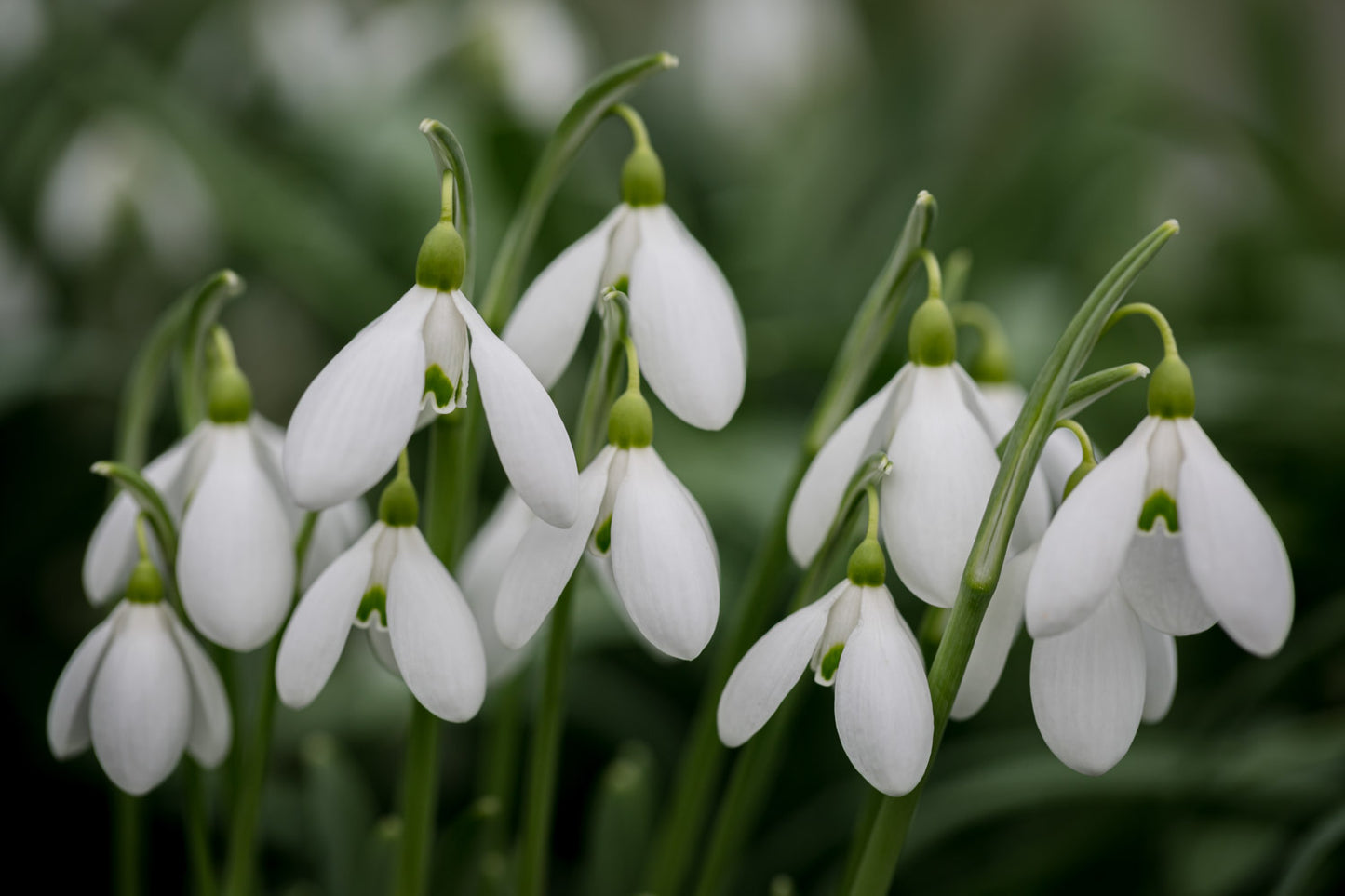 Galanthus 'Sutton Court'