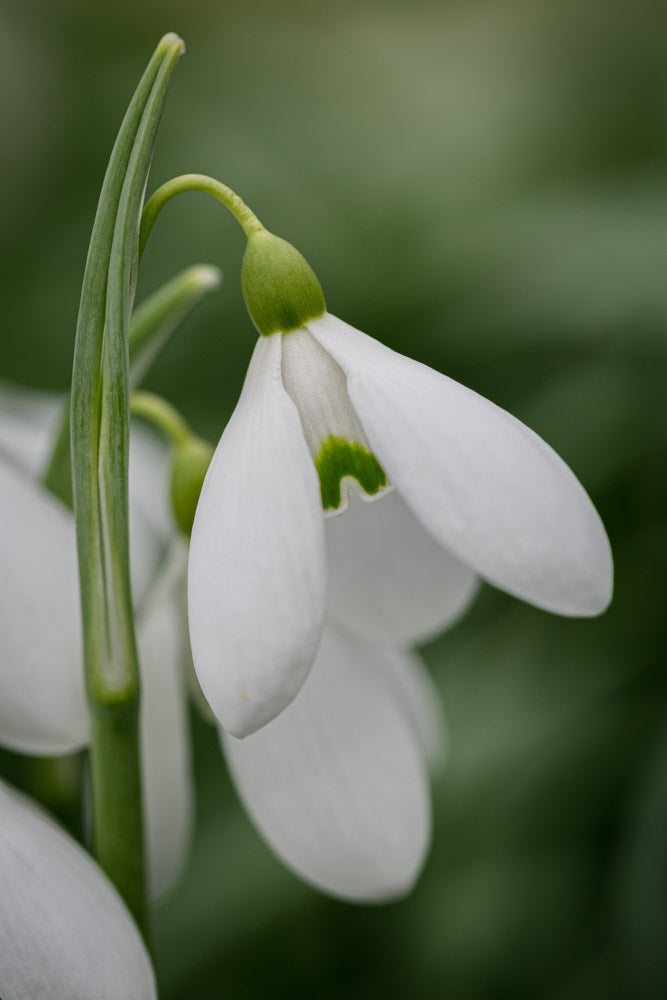 Galanthus 'Sutton Court'