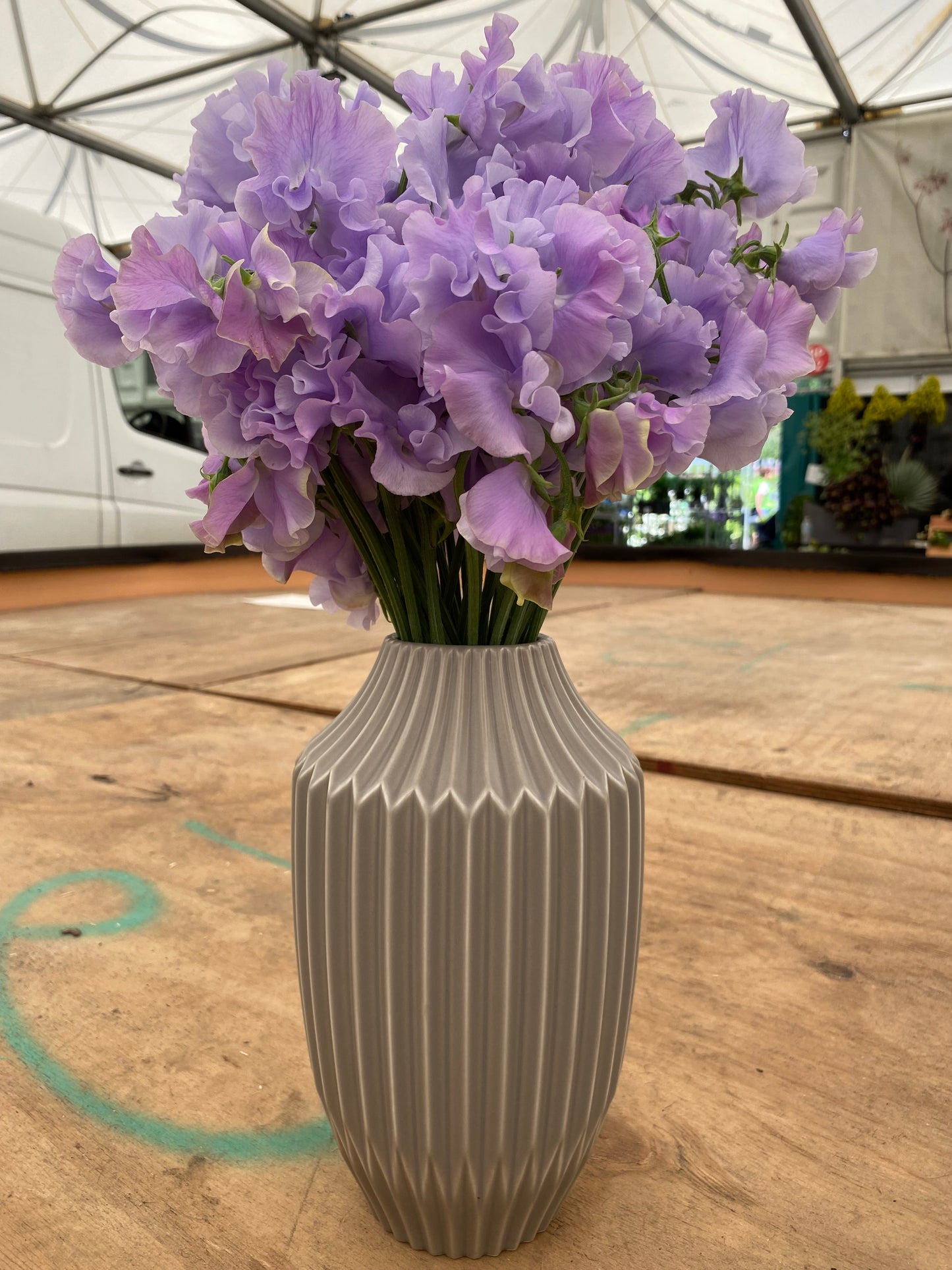 Sweet Pea 'Peter Seabrook' 1 x Packet