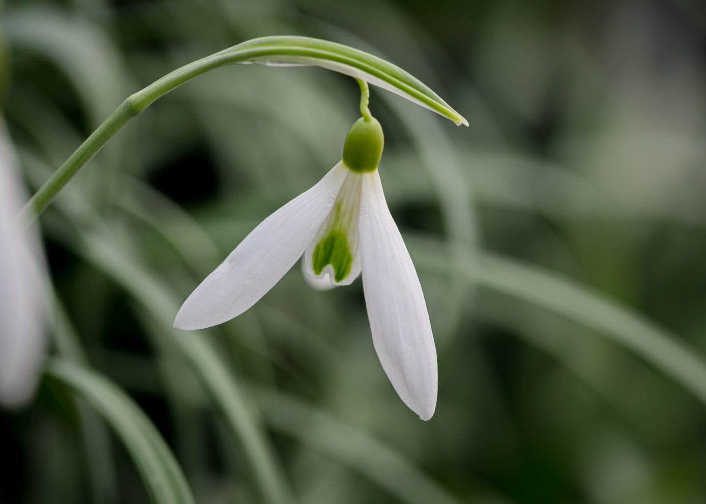 Galanthus 'Terry Jones'
