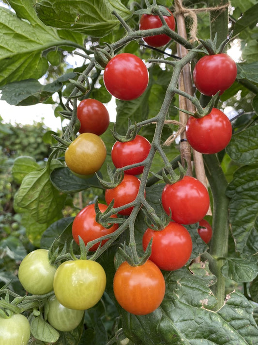 Tomato 'Rubylicious' 3 x 8cm Potted Plants