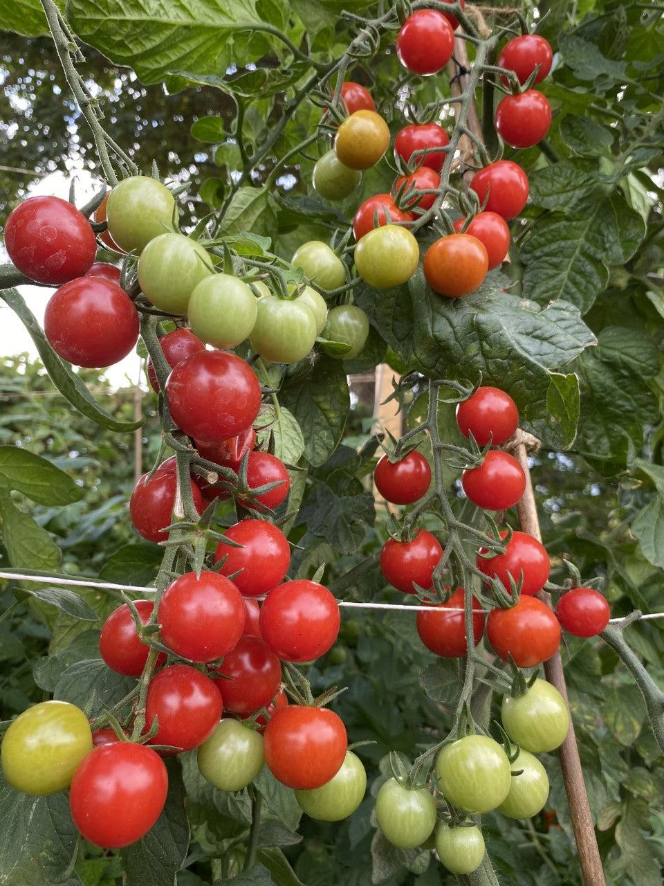 Tomato 'Rubylicious' 3 x 8cm Potted Plants