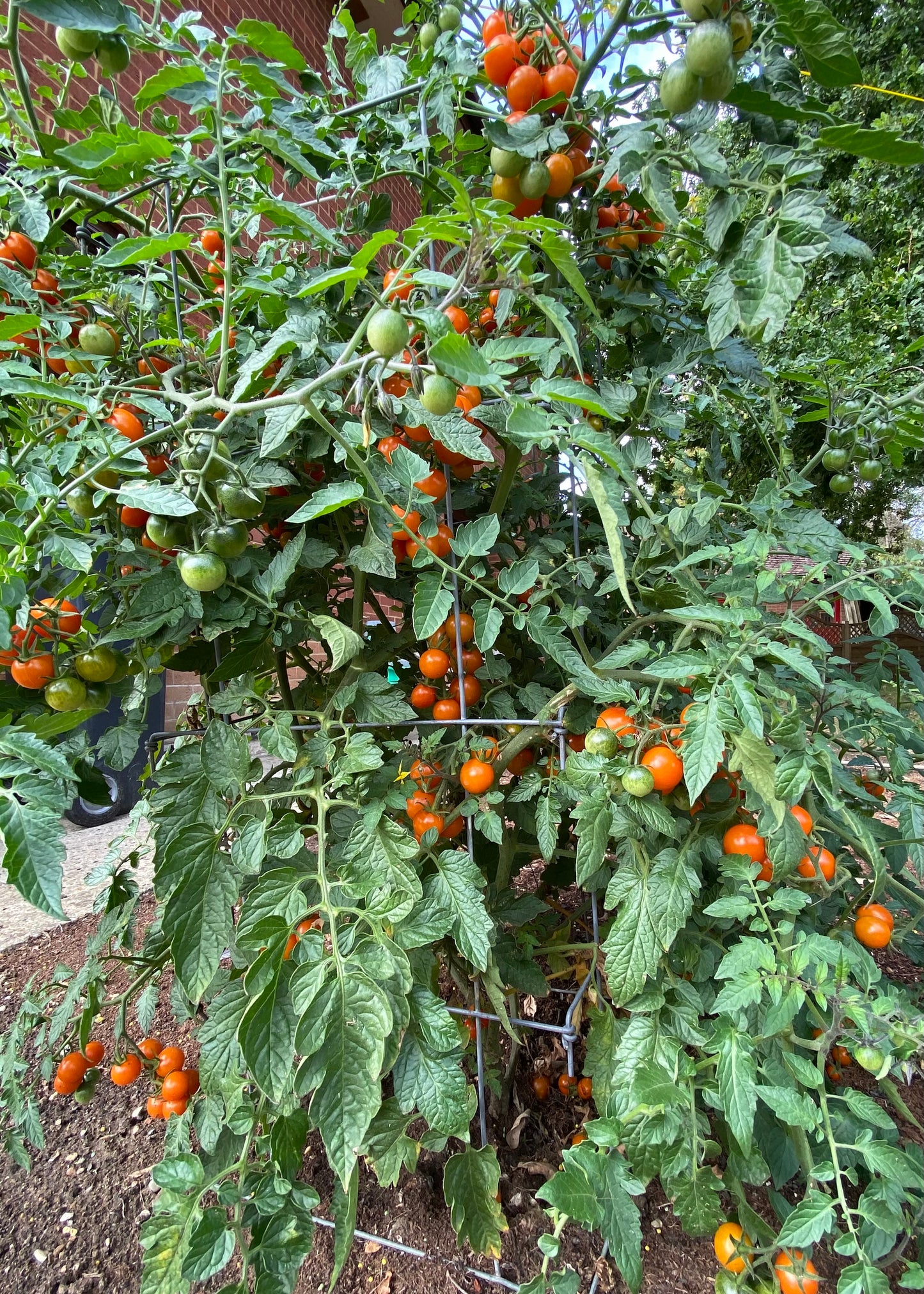 Tomato 'Sungold Bush' (Orangeto) 3 x 8cm Potted Plants