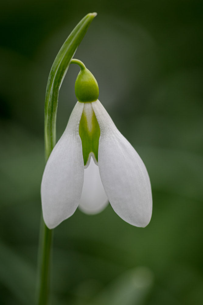 Galanthus 'Toothy'