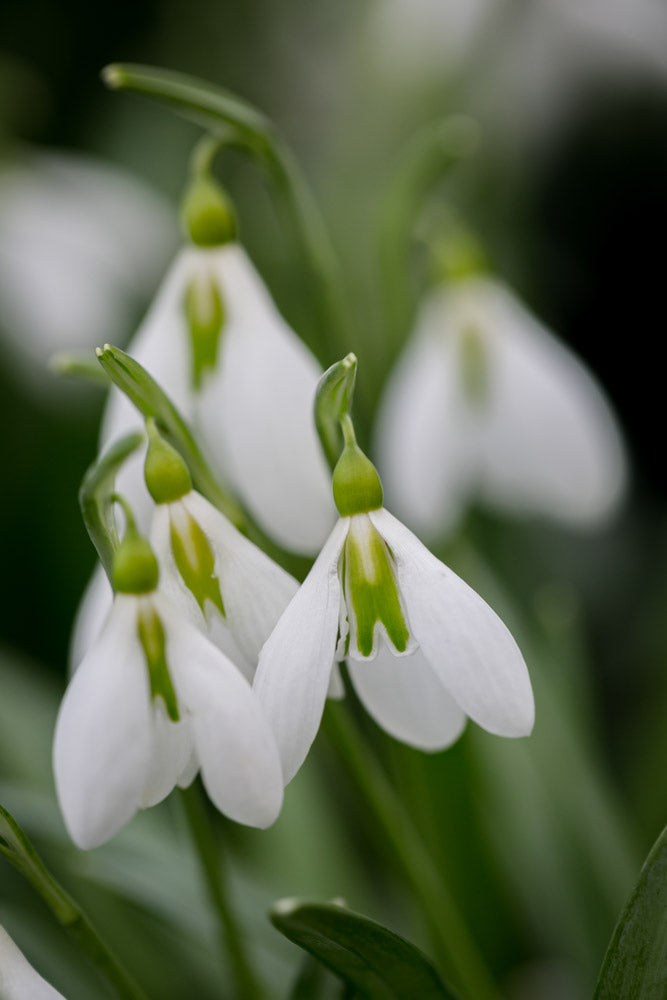 Galanthus 'Toothy'