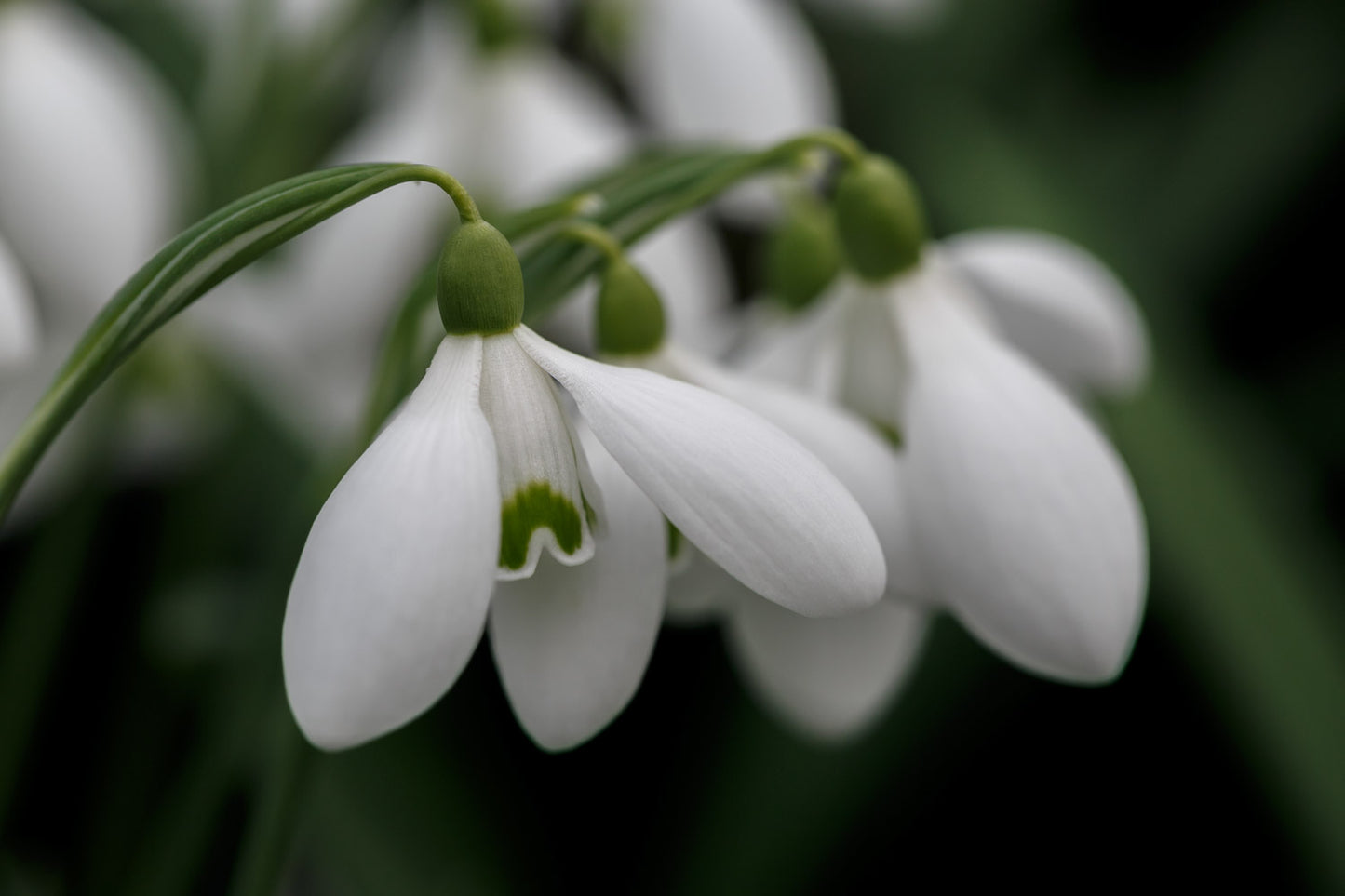 Galanthus 'Trojan'
