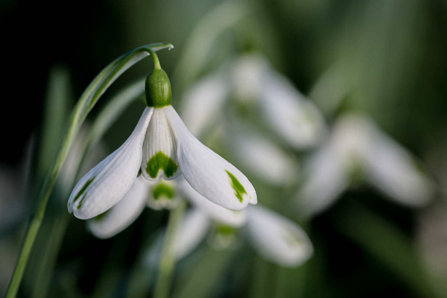 Galanthus 'Trumps'