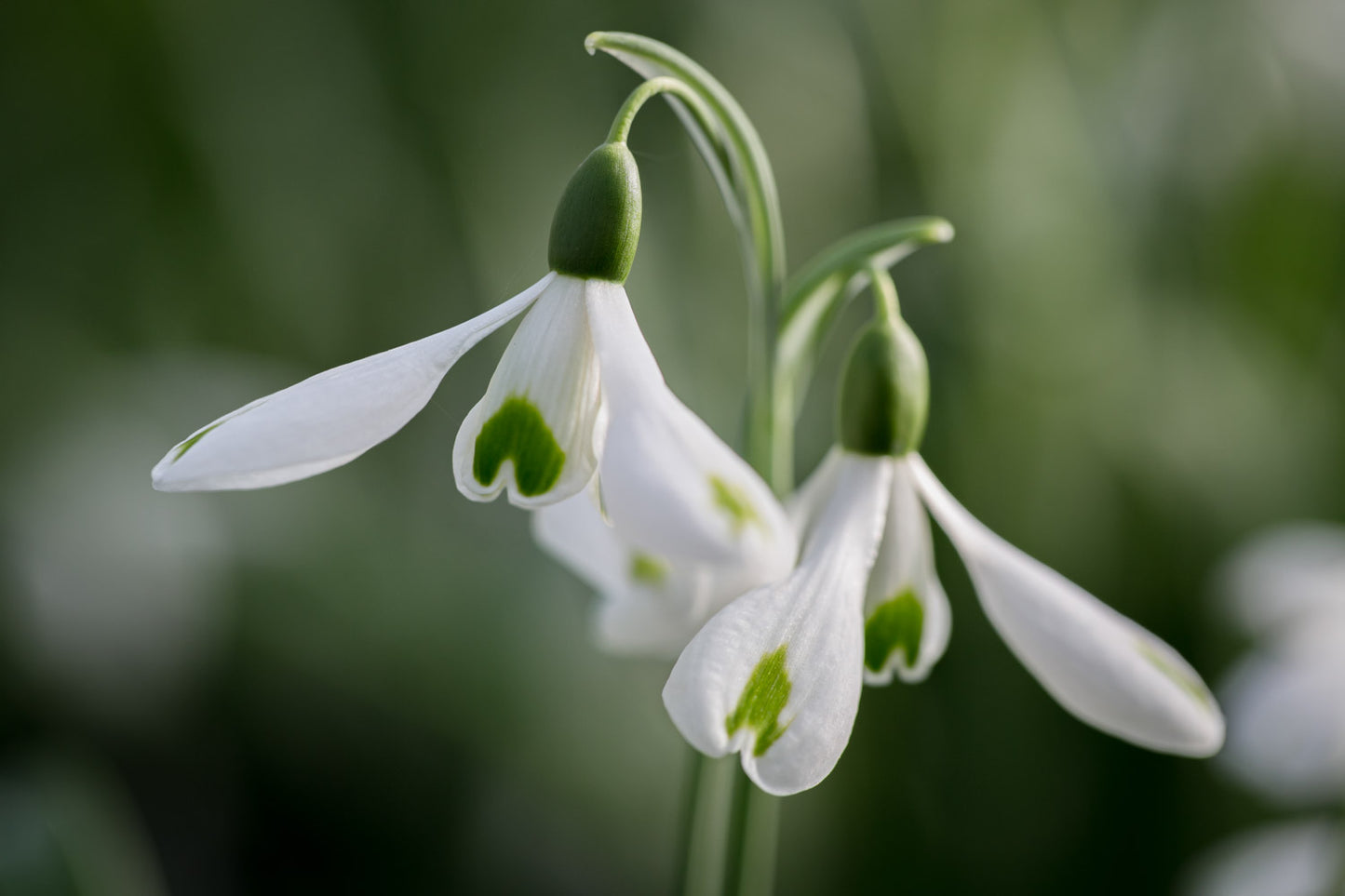 Galanthus 'Trumps'