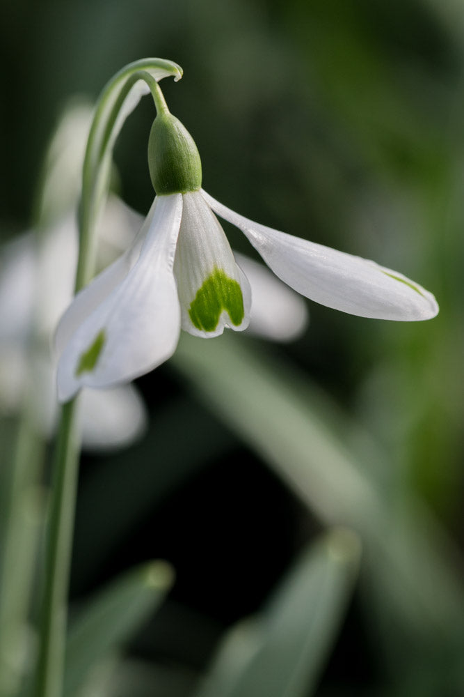 Galanthus 'Trumps'