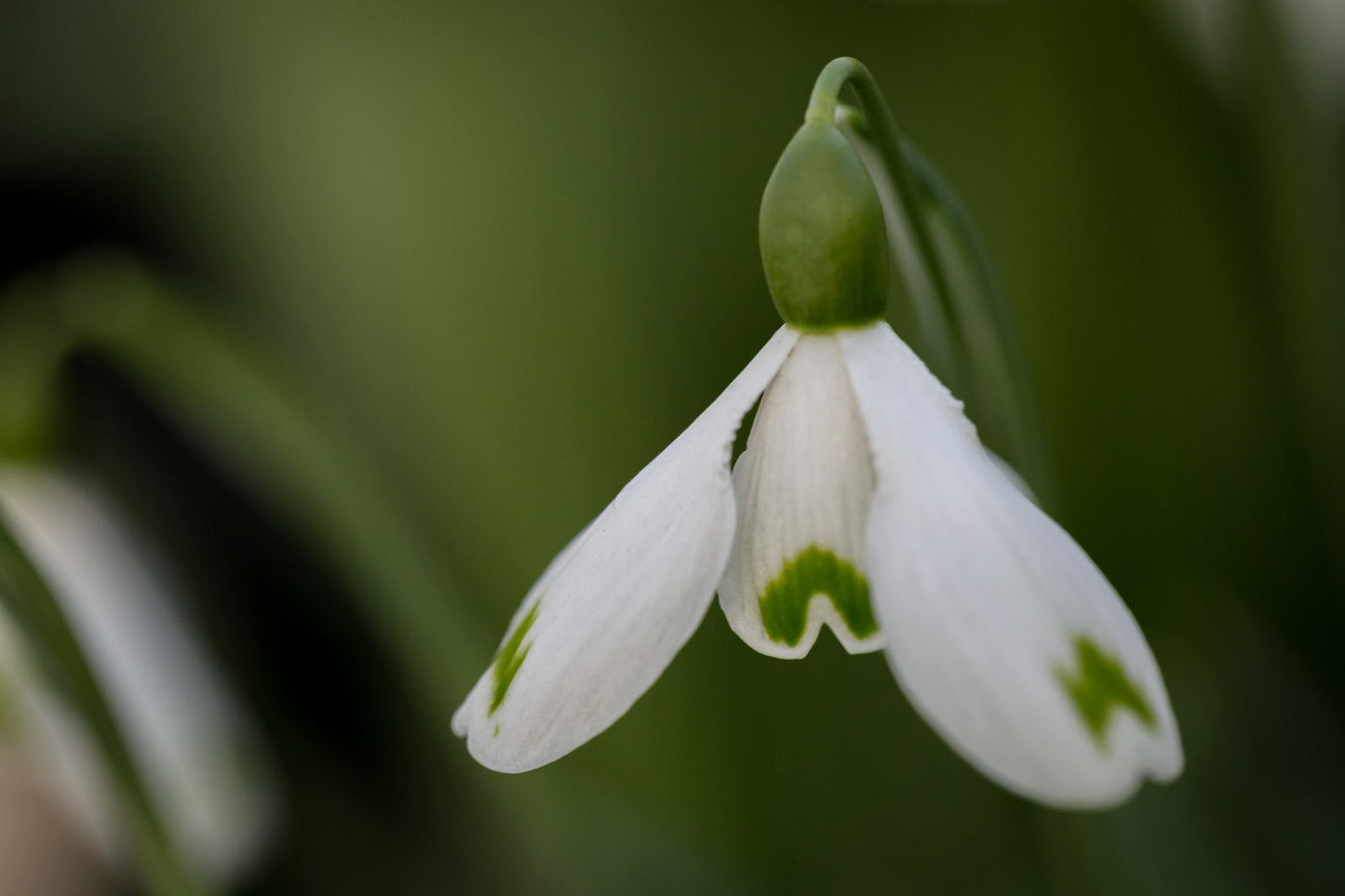 Galanthus 'Trym Baby'