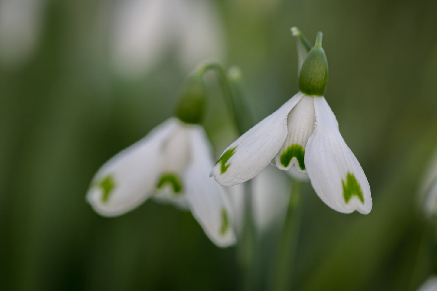 Galanthus 'Trym Baby'