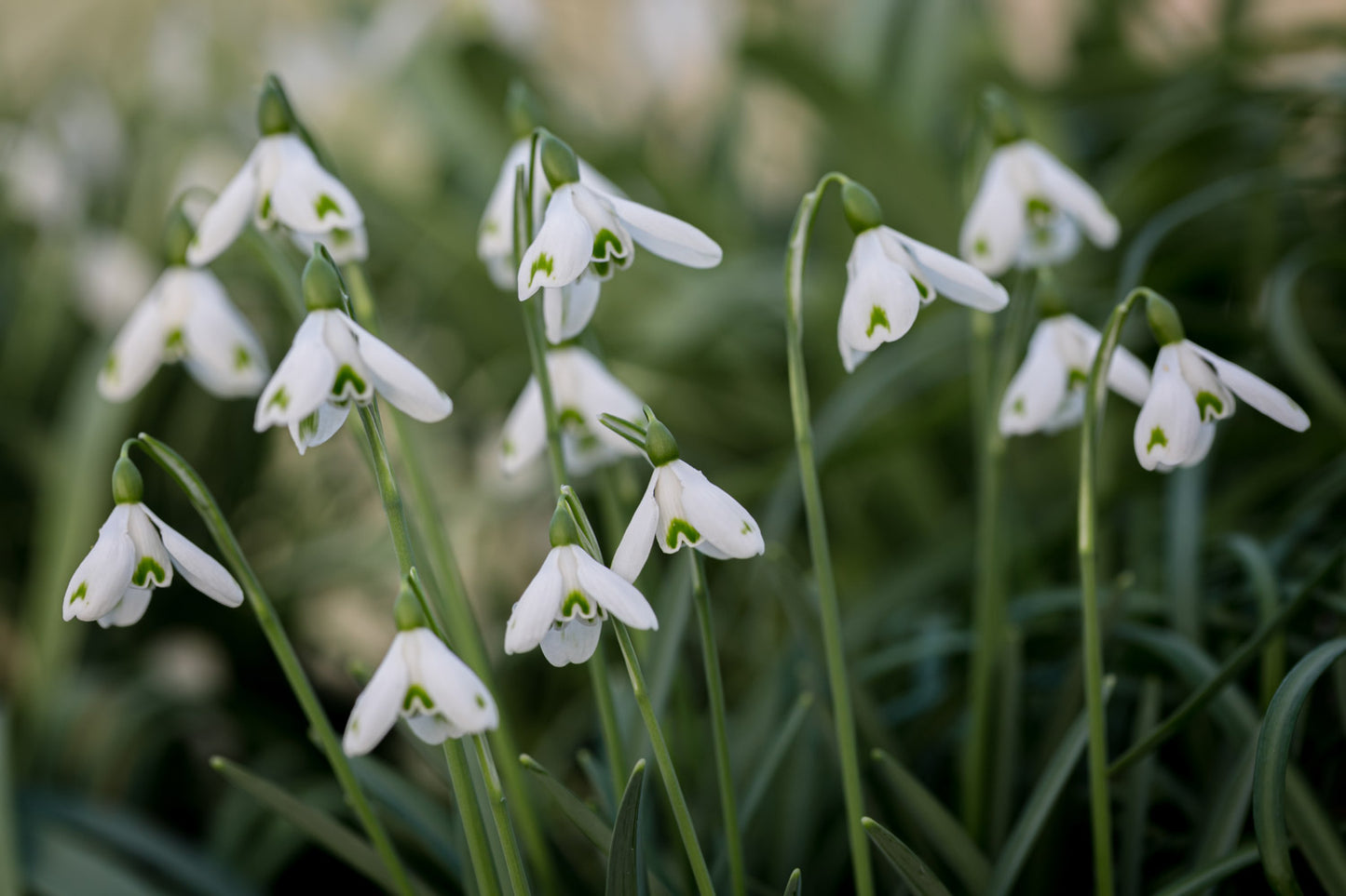 Galanthus 'Trym Baby'