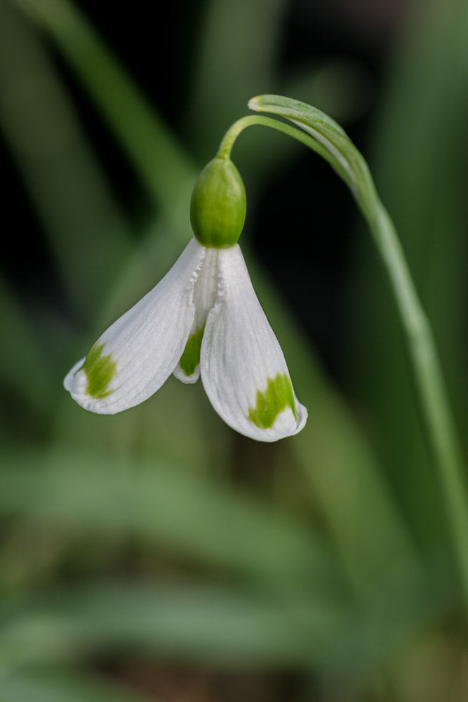Galanthus 'Trymlet'