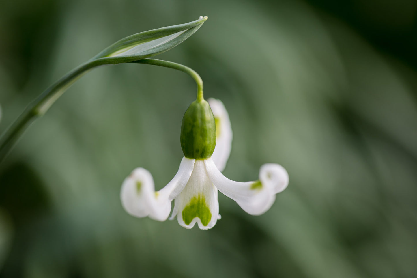 Galanthus 'Trymming'