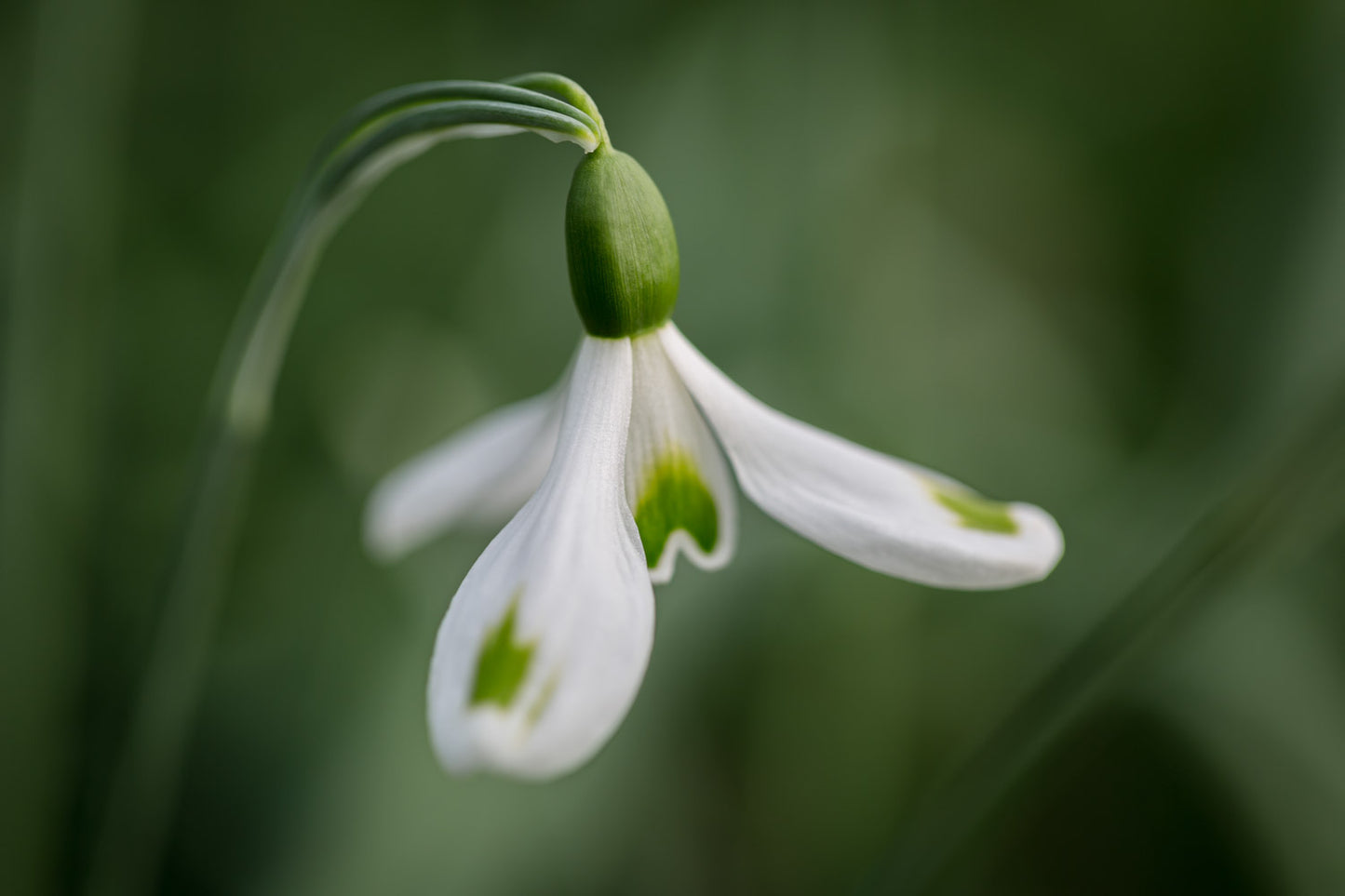 Galanthus 'Trymming'