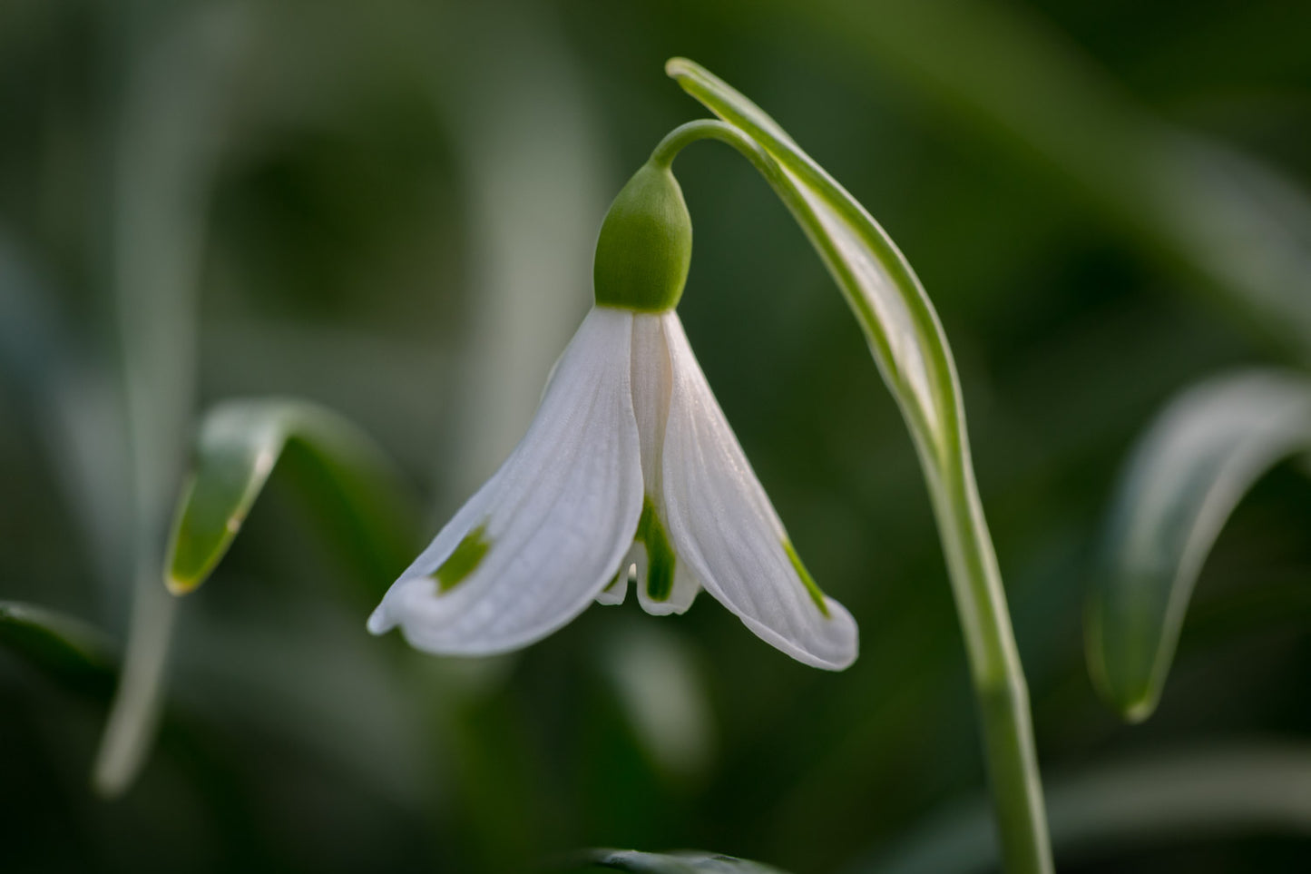 Galanthus 'Trympostor'