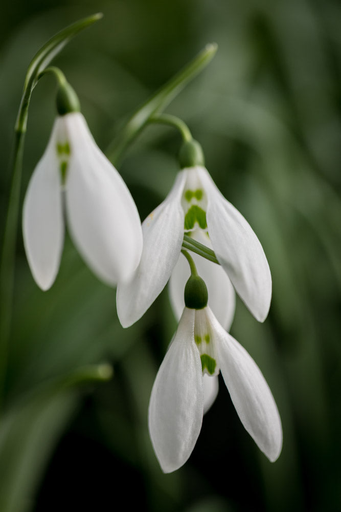 Galanthus 'Two Eyes'