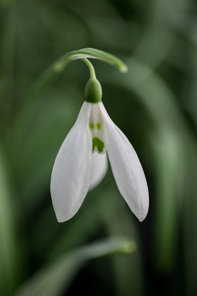 Galanthus 'Two Eyes'