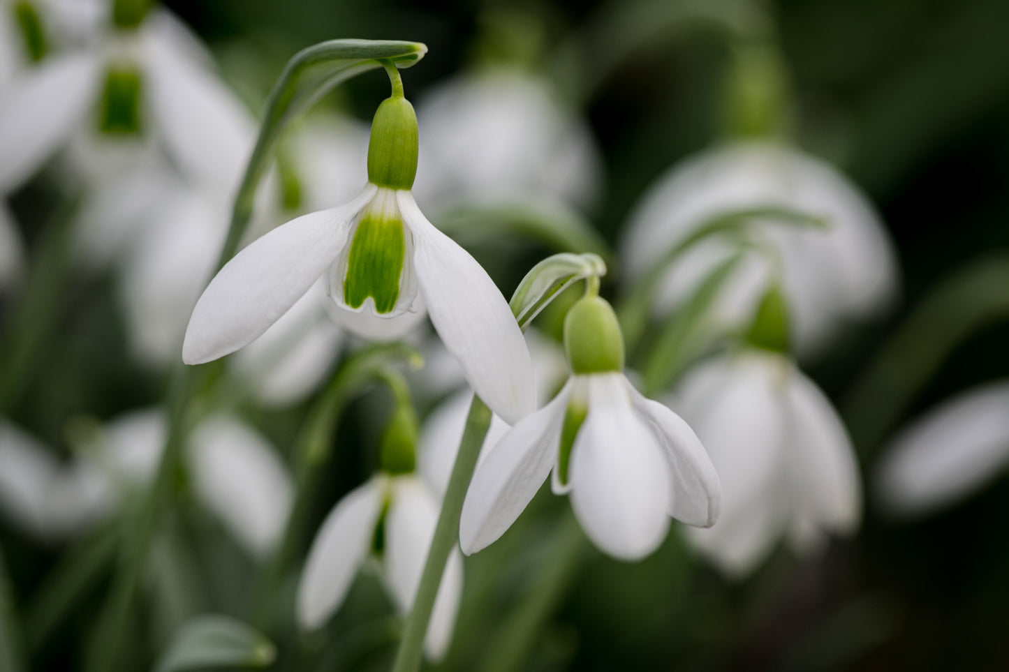 Galanthus 'Uncle Dick'