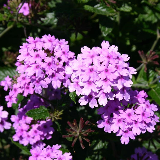 Verbena 'Seabrook's Lavender' 1 x 10cm Potted Plant