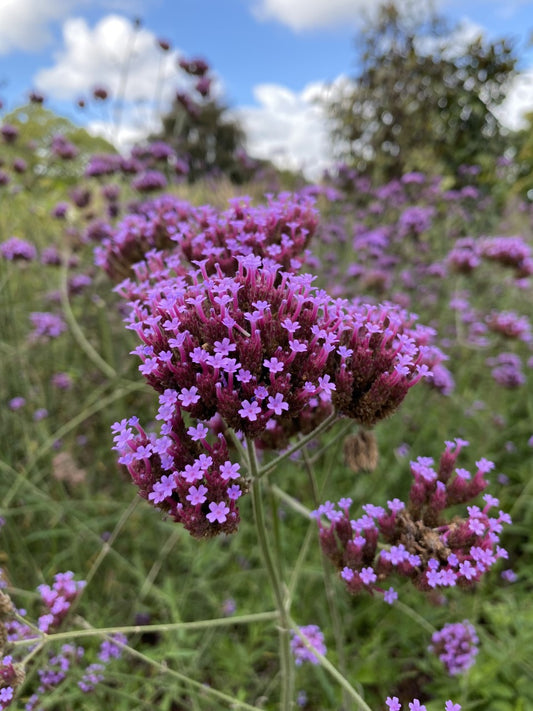 Verbena bonariensis 'Lollipop' 1 x 10cm Potted Plant