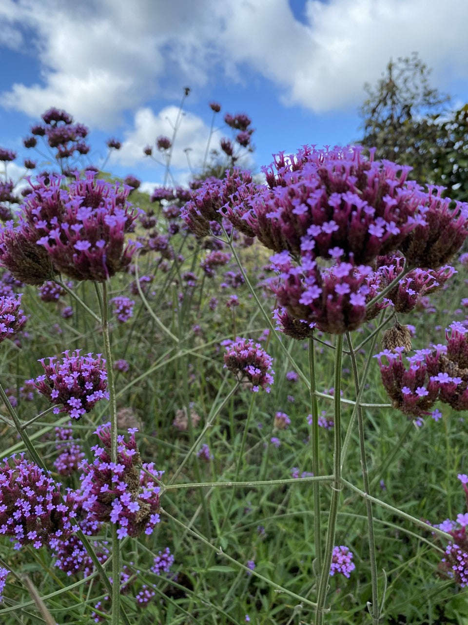 Verbena bonariensis 'Lollipop' 1 x 10cm Potted Plant
