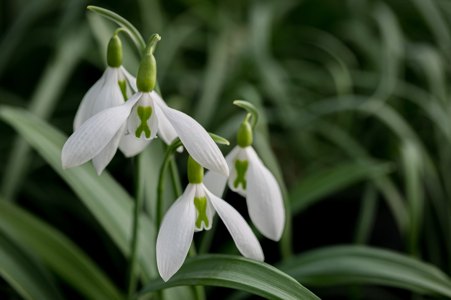 Galanthus 'Walker Canada'