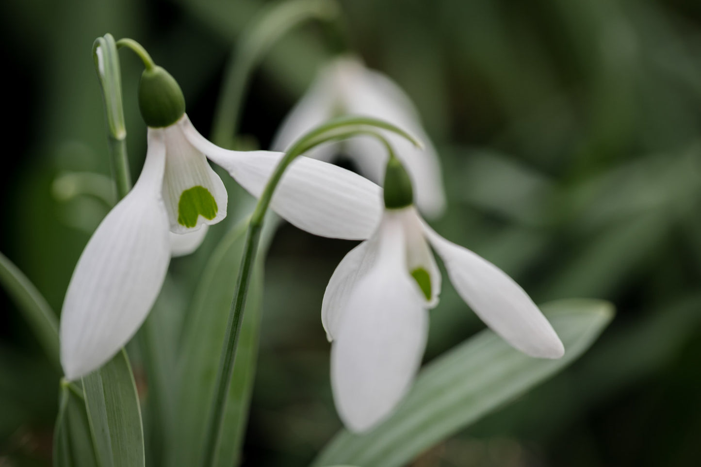 Galanthus 'Warburg No.2'
