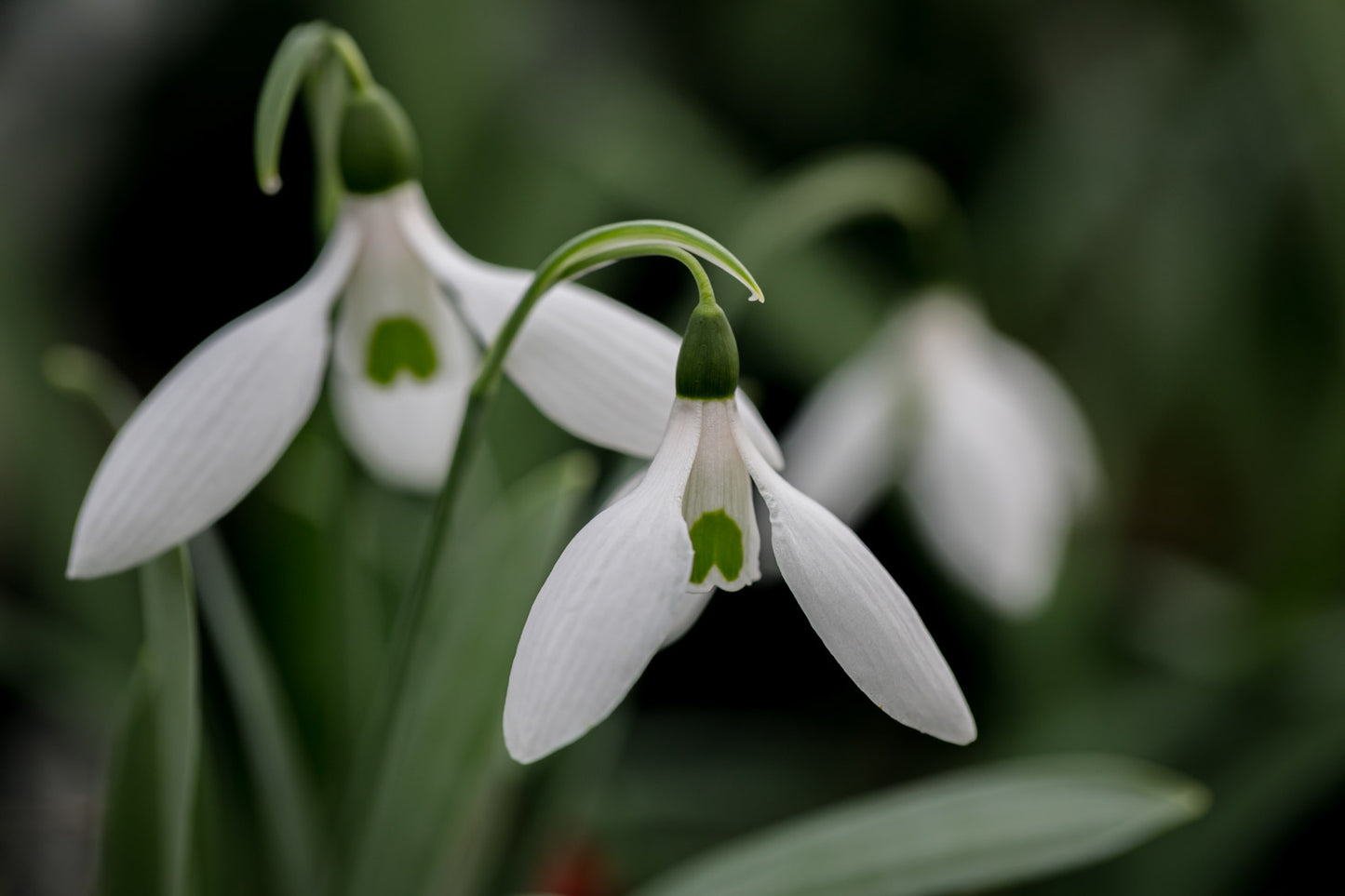 Galanthus 'Warburg No.2'